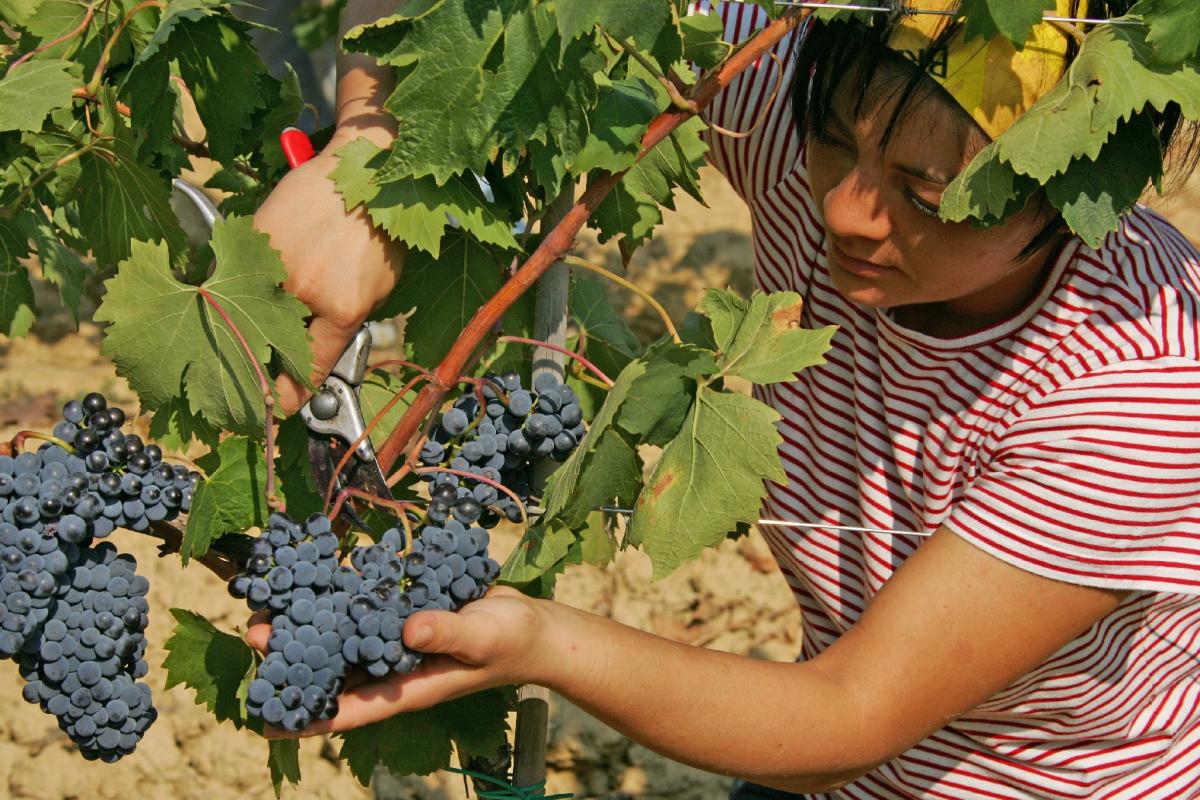 Lavoro stagionale nella vendemmia per uva nel decreto flussi 2017 e permesso di soggiorno in Italia