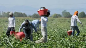 Decreto flussi lavoro stagionale dove ci sono tanti lavoratori stranieri senza permesso di soggiorno da regolarizzare