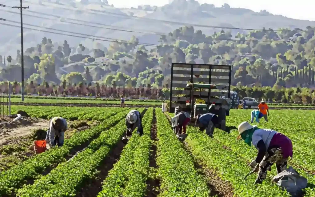 Braccianti stranieri nei campi possono ottenere un permesso di soggiorno speciale per sfruttamento lavorativo non soltanto a Latina