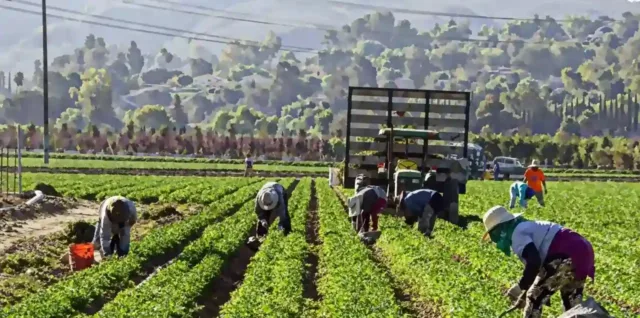 Braccianti stranieri nei campi possono ottenere un permesso di soggiorno speciale per sfruttamento lavorativo non soltanto a Latina